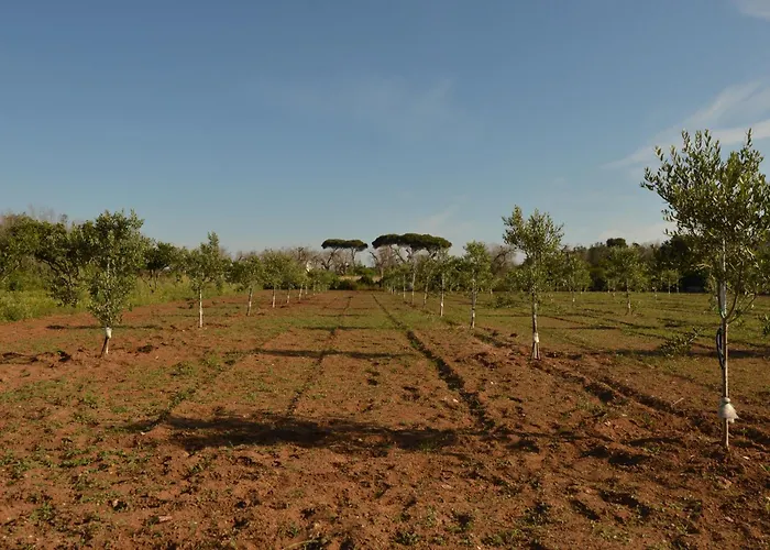 Oda ve Kahvaltı Il Monile